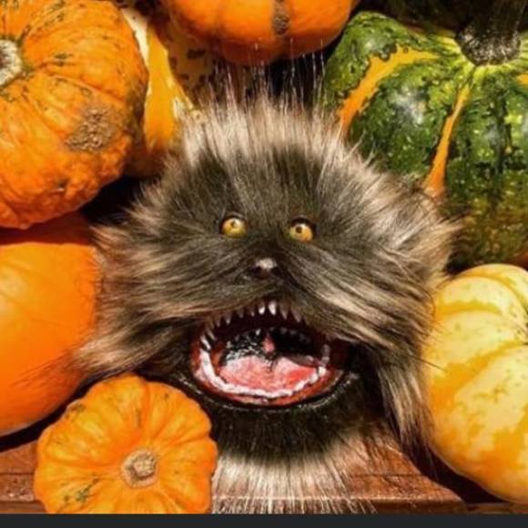 Meet your Posher, Ta - Picture 1 of 1